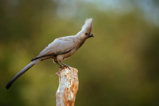 Grey go away bird standing on a log in Kruger National park, South Africa ; Specie Corythaixoides concolor family of Musophagidae 
