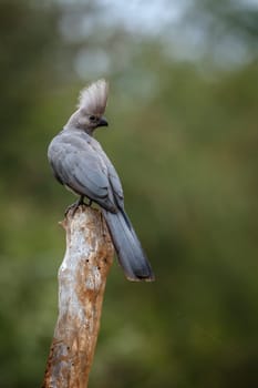 Grey go away bird standing on a log in Kruger National park, South Africa ; Specie Corythaixoides concolor family of Musophagidae 