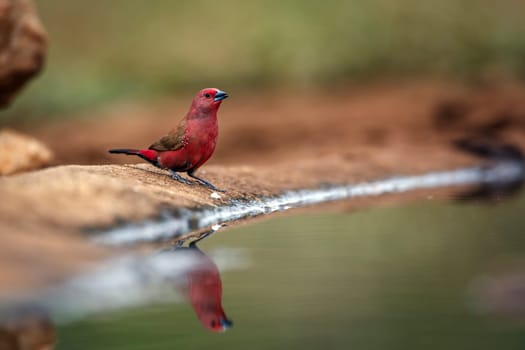 Jameson Firefinch male standing along waterhole with reflection in Greater Kruger National park, South Africa ; Specie Lagonosticta rhodopareia family of Estrildidae