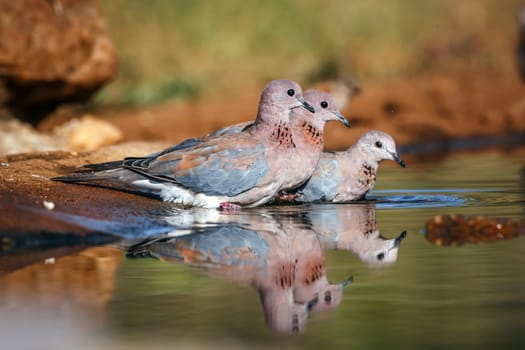 Three Laughing Dove bathing in waterhole with reflection in Greater Kruger National park, South Africa ; Specie Streptopelia senegalensis family of Columbidae