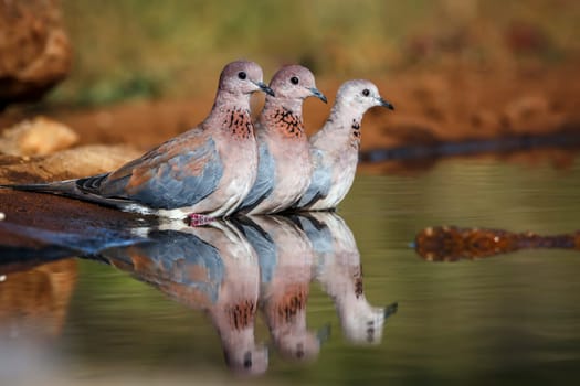 Three Laughing Dove bathing in waterhole with reflection in Greater Kruger National park, South Africa ; Specie Streptopelia senegalensis family of Columbidae