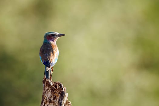 Lilac breasted roller standing rear view on a log in Greater Kruger National park, South Africa ; Specie Coracias caudatus family of Coraciidae