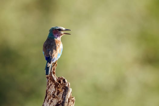 Lilac breasted roller standing rear view on a log in Greater Kruger National park, South Africa ; Specie Coracias caudatus family of Coraciidae