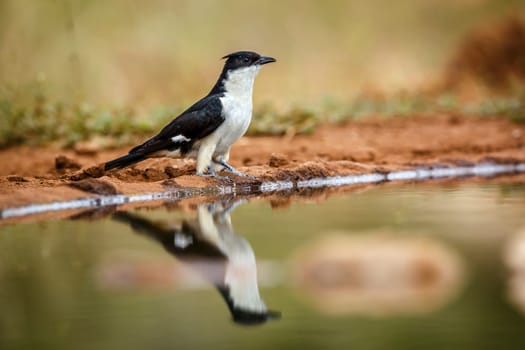 Pied Cuckoo standing along waterhole with reflection in Greater Kruger National park, South Africa ; Specie Clamator jacobinus family of Cuculidae