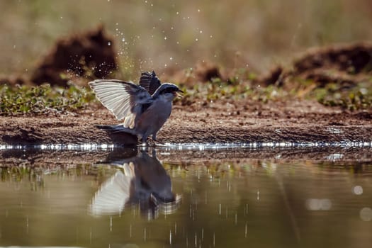 Red-backed Shrike male playing in waterhole backlit in Greater Kruger National park, South Africa ; Specie Lanius collurio family of Laniidae
