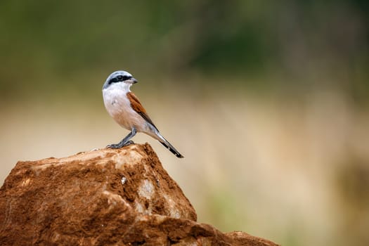 Red-backed Shrike standing on a rock isolated in blur background in Greater Kruger National park, South Africa ; Specie Lanius collurio family of Laniidae