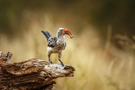 Southern Red billed Hornbill standing on a log eating insect in Greater Kruger National park, South Africa ; Specie Tockus rufirostris family of Bucerotidae
