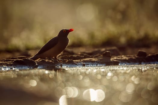Red billed Oxpecker standing along waterhole backlit at twilight in Greater Kruger National park, South Africa ; Specie Buphagus erythrorhynchus family of Buphagidae