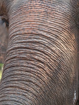 elephant skin trunk and eye