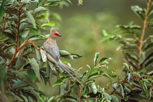 Red faced Mousebird standing on a green shrub in Greater Kruger National park, South Africa ; Specie Urocolius indicus family of Coliidae