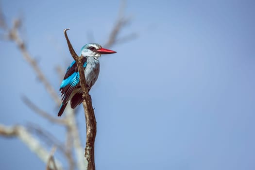Woodland kingfisher standing on a branch isolated in blue sky in Greater Kruger National park, South Africa ; specie Halcyon senegalensis family of Alcedinidae