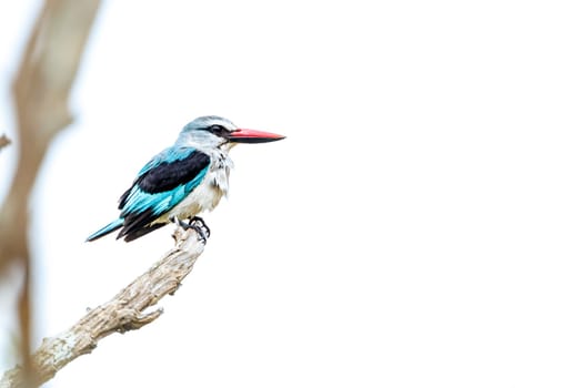Woodland kingfisher standing on a branch isolated in white background in Greater Kruger National park, South Africa ; specie Halcyon senegalensis family of Alcedinidae