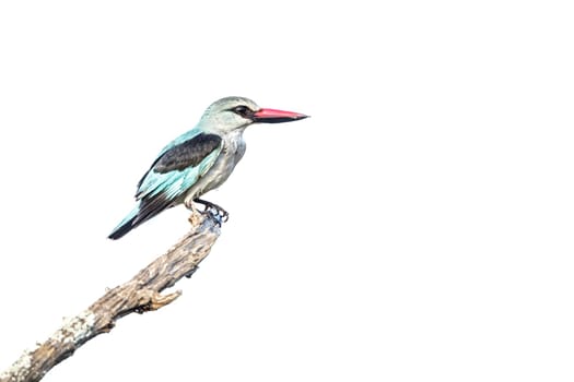 Woodland kingfisher standing on a branch isolated in white background in Greater Kruger National park, South Africa ; specie Halcyon senegalensis family of Alcedinidae