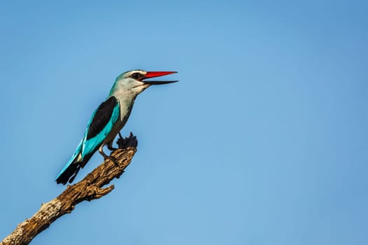 Woodland kingfisher standing on a branch isolated in blue sky in Greater Kruger National park, South Africa ; specie Halcyon senegalensis family of Alcedinidae