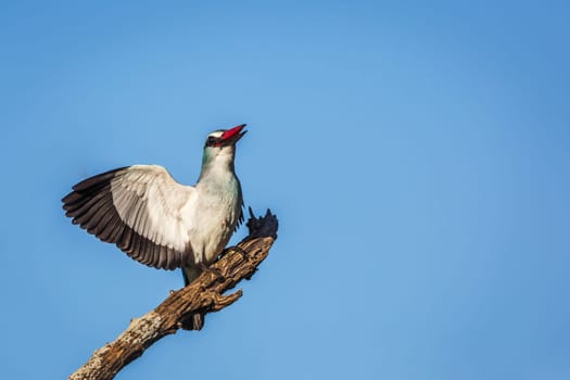 Woodland kingfisher standing on a branch spreading witngs isolated in blue sky in Greater Kruger National park, South Africa ; specie Halcyon senegalensis family of Alcedinidae