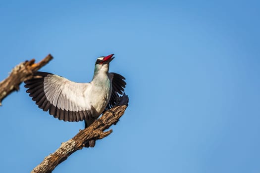 Woodland kingfisher standing on a branch spreading witngs isolated in blue sky in Greater Kruger National park, South Africa ; specie Halcyon senegalensis family of Alcedinidae