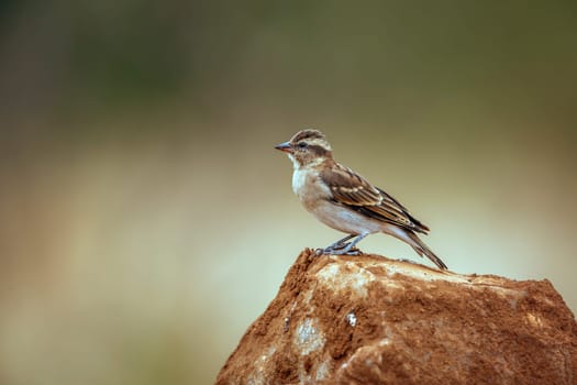 Yellow-throated Petronia standing on a rock isolated in natural background in Greater Kruger National park, South Africa ; Specie Gymnoris superciliaris family of Passeridae