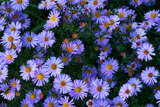 a plant of the daisy family that has bright rayed flowers, typically of purple or pink