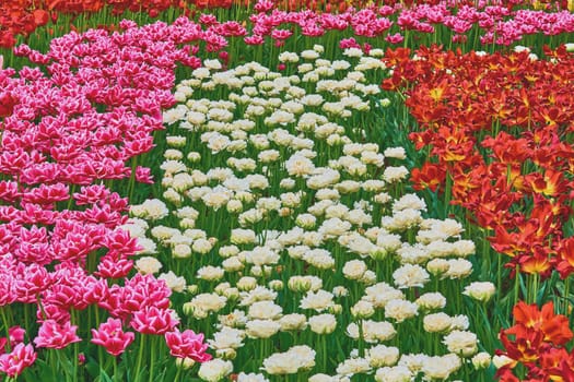 a bulbous spring flowering plant of the lily family, with boldly colored cup shaped flowers