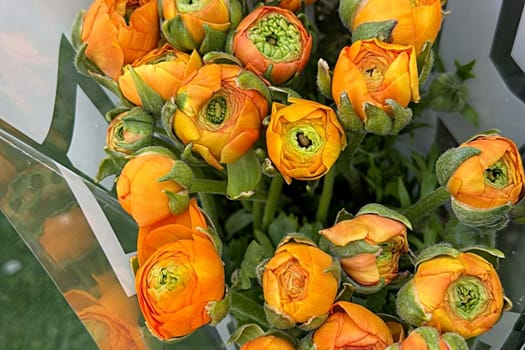 Orange flower roses garden flora botanical green leaves nature summer autumn . High quality photo