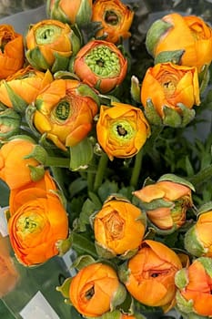 Orange flower roses garden flora botanical green leaves nature summer autumn . High quality photo