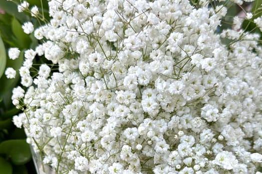 White flower garden flora botanical green leaves nature summer autumn plant background blossom. High quality photo