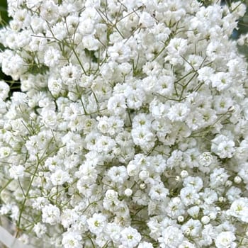 White flower garden flora botanical green leaves nature summer autumn plant background blossom. High quality photo