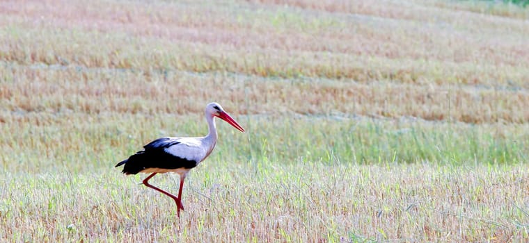 A stork strolls through a lush rice field, carefully stepping on the vibrant greenery beneath. The sun shines brightly over the peaceful rural landscape.