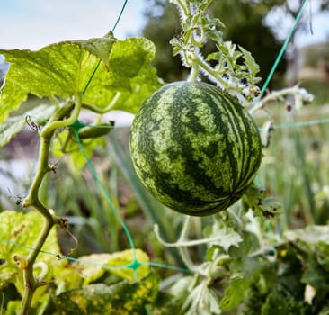 A watermelon hangs from a vine in a garden, basking in sunlight among vibrant green leaves and nearby plants, showcasing the beauty of summer cultivation.