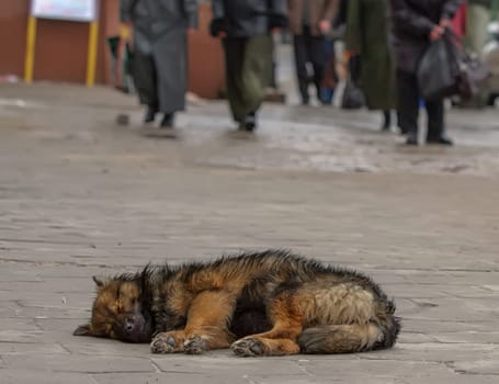 A stray dog lies peacefully on a stone sidewalk as pedestrians pass by in a bustling urban setting.
