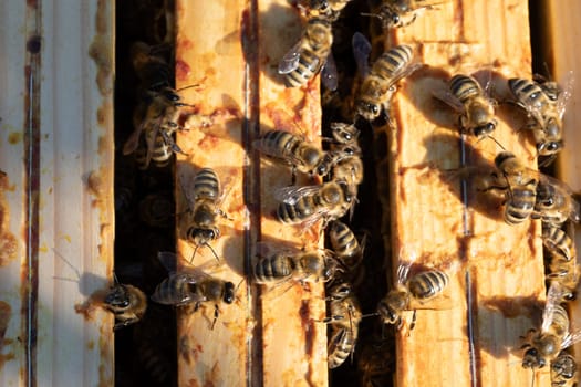 A close and detailed view shows bees busily working on wooden frames within the cozy environment of a beehive