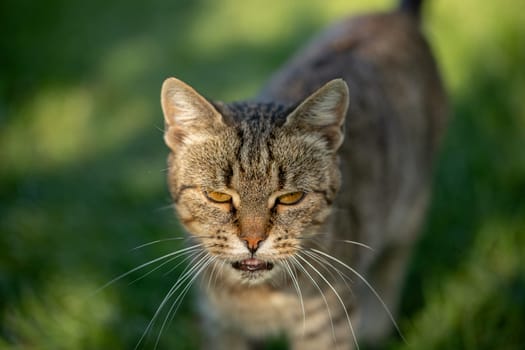 A vibrant closeup photograph of a wild cat that showcases its stunning beauty within the natural environment