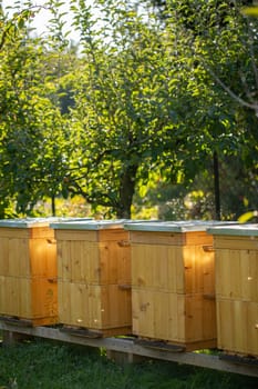 An array of wooden beehives peacefully basking in the warm sunlight, set amidst a vibrant orchard scenery