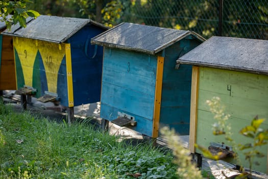 Colorful beehives amid vibrant greenery create a serene environment ideal for flourishing bee farming