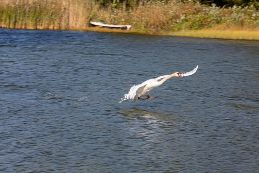 A white swan gracefully soars above a calm lake, surrounded by vibrant greenery, creating a picturesque scene