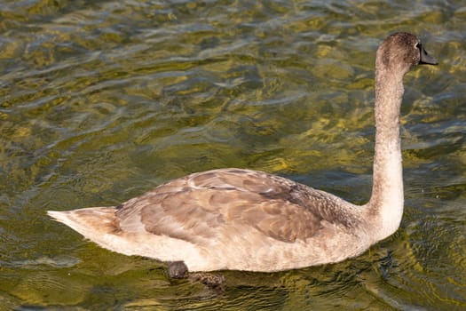 A young swan is gracefully gliding effortlessly across a shimmering and calm water surface on this beautiful day
