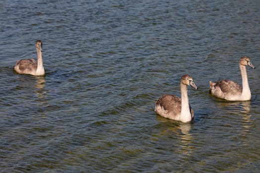 Three juvenile swans glide gracefully across a calm and serene water surface, beautifully showcasing natures wonders