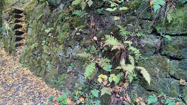 Stone moss ferns green leaves nature summer autumn background landscape . High quality photo