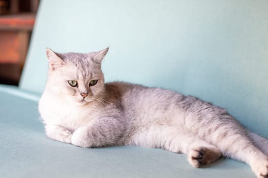 Scottish straight gray kitten resting calmly on blue sofa in room with front paws folded, pet comfort and warmth concept,