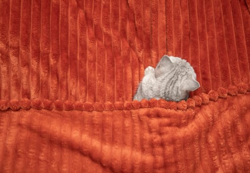Gray cat on bed covered with orange blanket, lying in bed like human, top view, warm and cozy atmosphere emphasizing comfort and relaxation,copy space,
