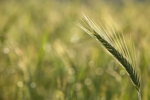 A captivating closeup image of a single wheat stem beautifully illuminated by bright sunlight, showcasing its details