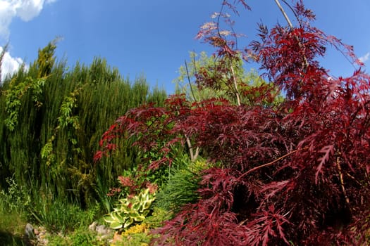 A stunning garden featuring a stunning variety of greenery and vibrant red foliage beneath a clear blue sky