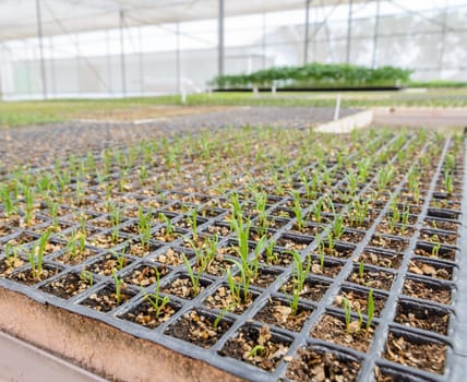 Spinach seedlings plant in a nursery