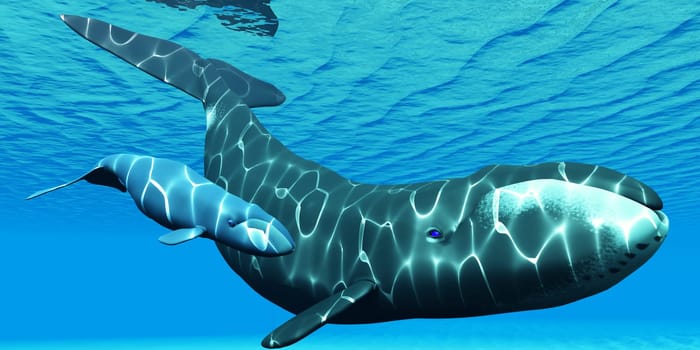 A bowhead mother swims with her calf on their migration route through ocean waters.