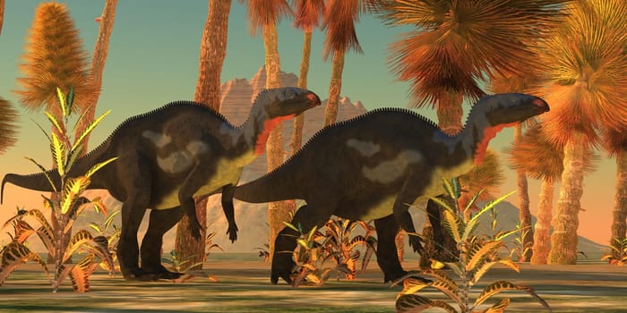 Two Camptosaurus dinosaurs wander through a prehistoric jungle environment of western North America.
