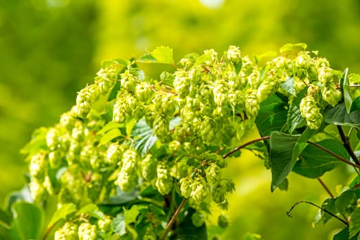 Hops,close-up of cones