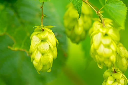 Hops,close-up of cones