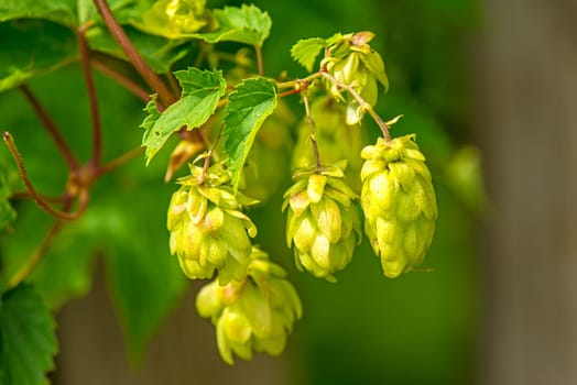 Hops,close-up of cones