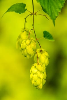 Hops,close-up of cones