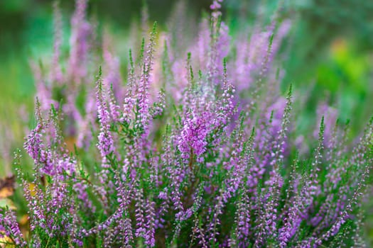 Blooming heather in National Park Maasduinen in the Netherlands